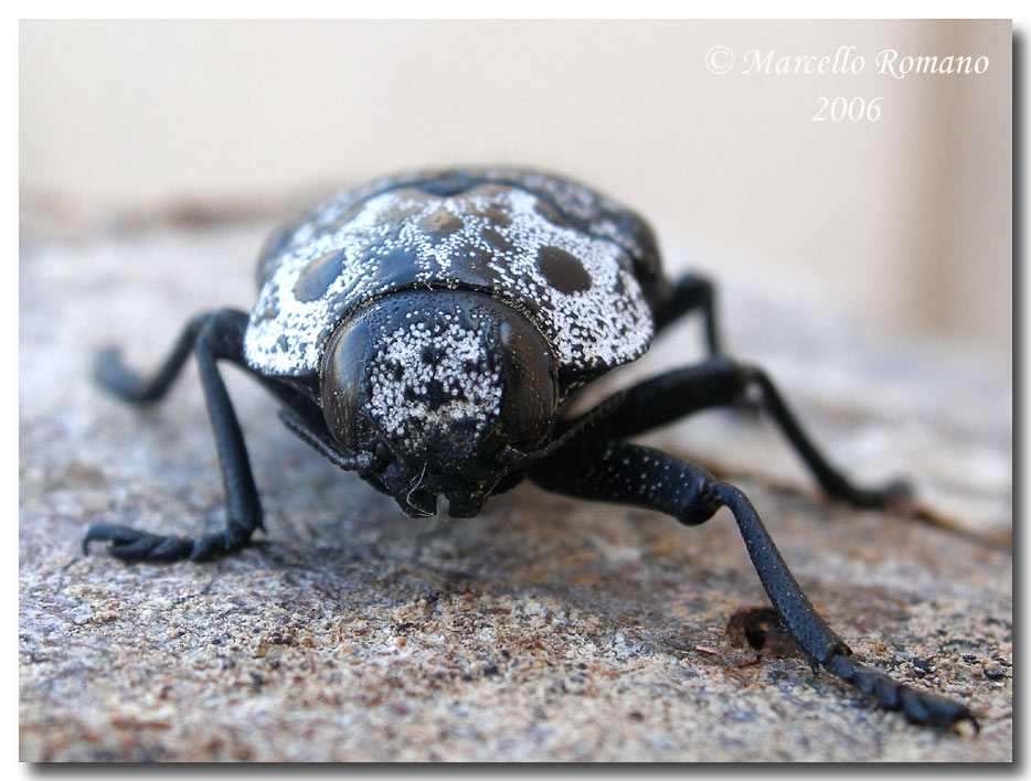 Confronti: Capnodis cariosa e C. tenebrionis (Buprestidae)
